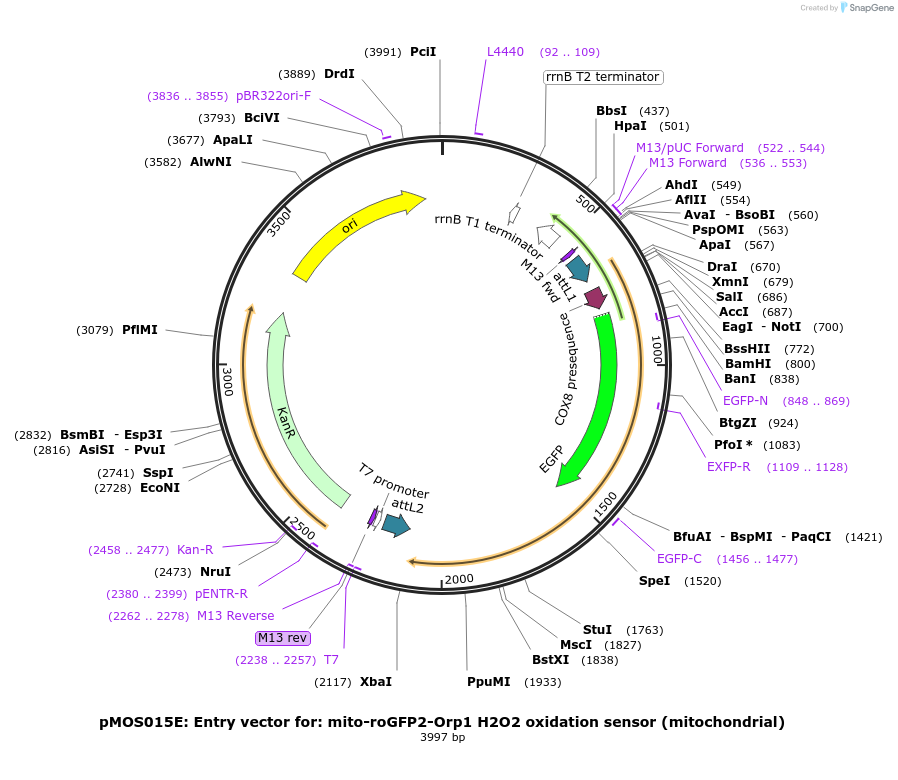 163076-plasmid-map-sequence-id-325109