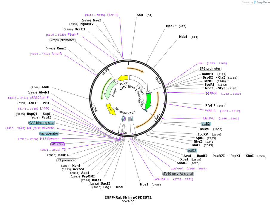 140881-plasmid-map-sequence-id-325112