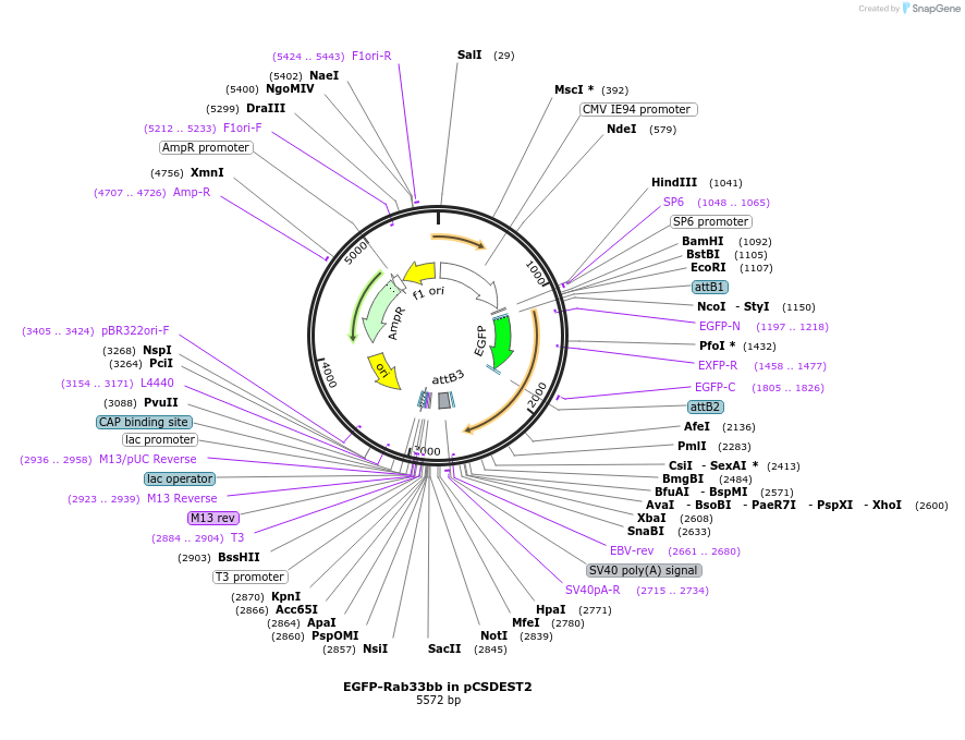 140882-plasmid-map-sequence-id-325113