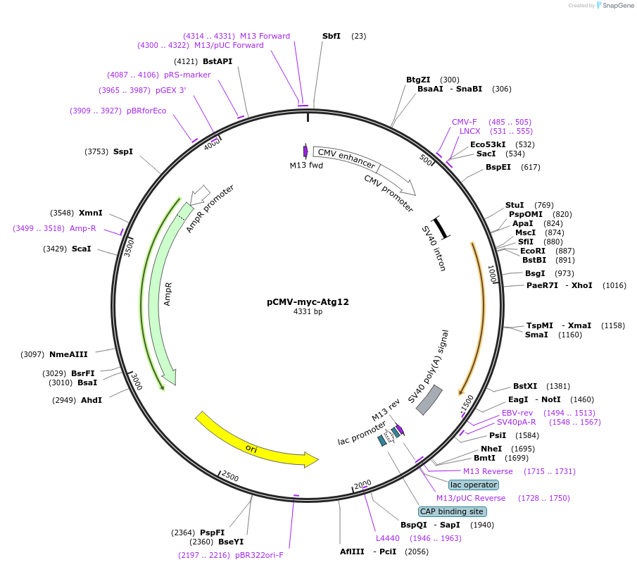 24923-plasmid-map-sequence-id-325120