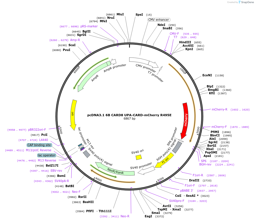 164016-plasmid-map-sequence-id-325121