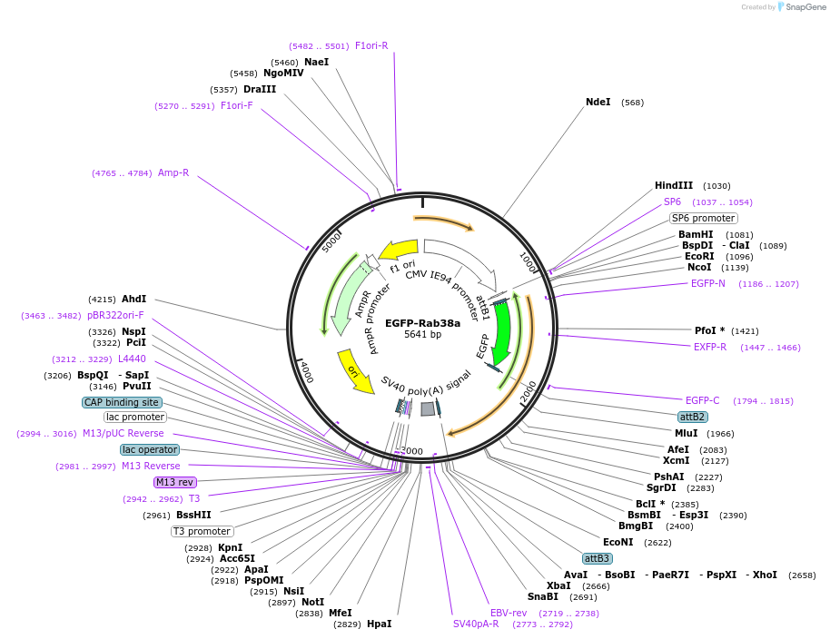 140887-plasmid-map-sequence-id-325122