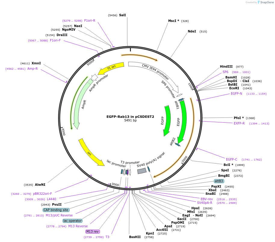 140879-plasmid-map-sequence-id-325125
