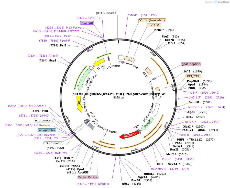163172-plasmid-map-sequence-id-325129