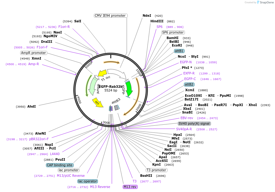 140885-plasmid-map-sequence-id-325139
