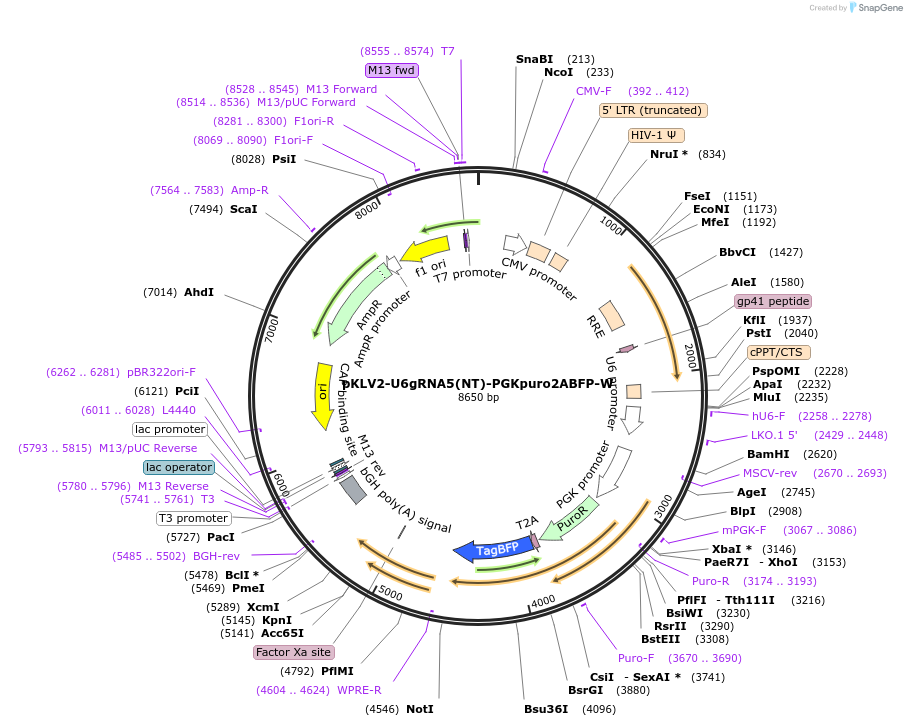 163169-plasmid-map-sequence-id-325142