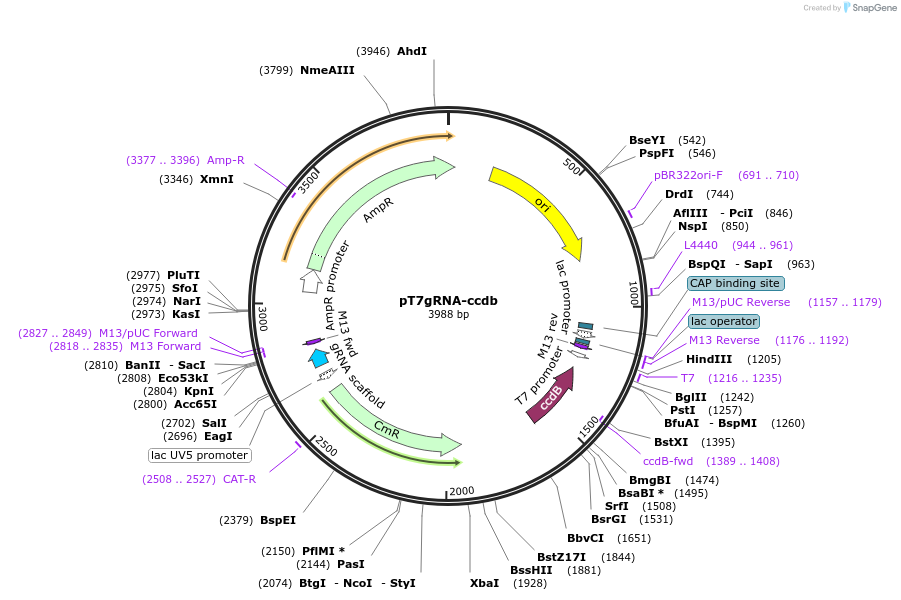 140864-plasmid-map-sequence-id-325147