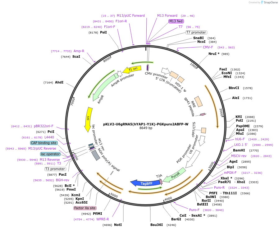163170-plasmid-map-sequence-id-325148