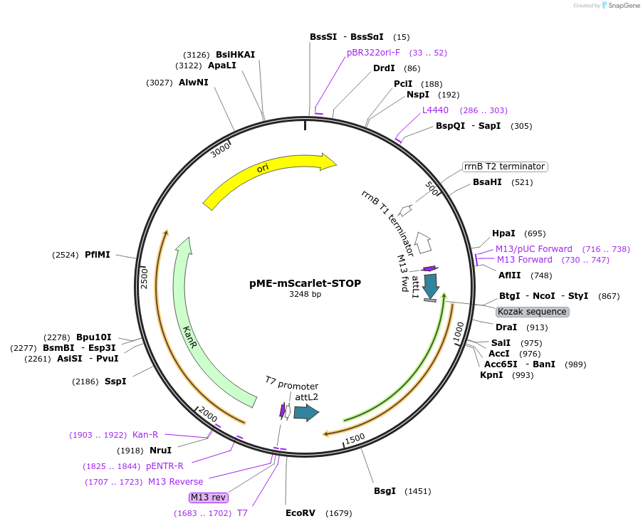 140876-plasmid-map-sequence-id-325152