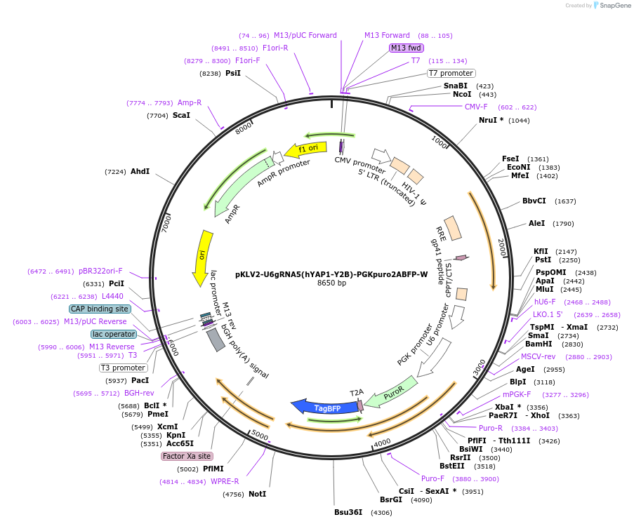 163178-plasmid-map-sequence-id-325157