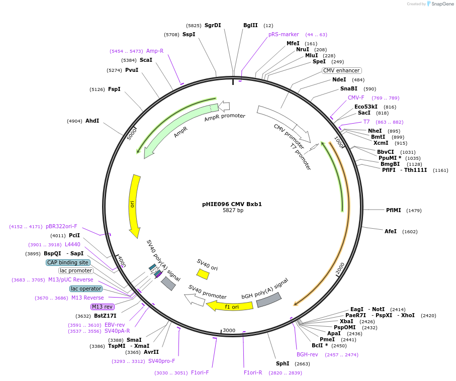139252-plasmid-map-sequence-id-325167