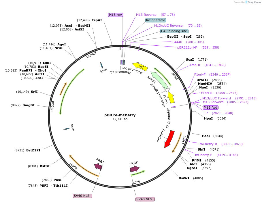 164572-plasmid-map-sequence-id-325185