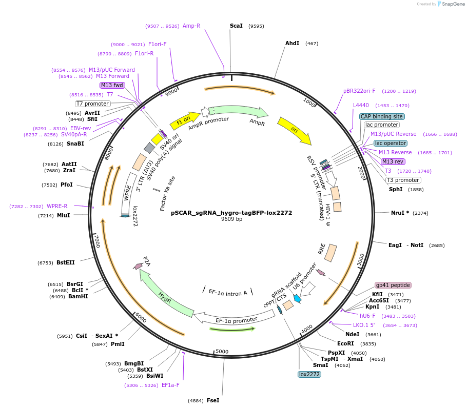 162078-plasmid-map-sequence-id-325286