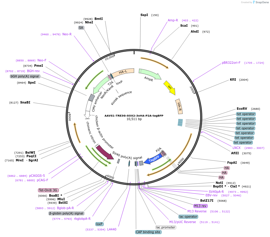 163701-plasmid-map-sequence-id-325288