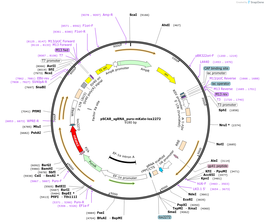 162076-plasmid-map-sequence-id-325290