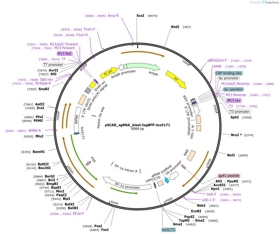 162072-plasmid-map-sequence-id-325291