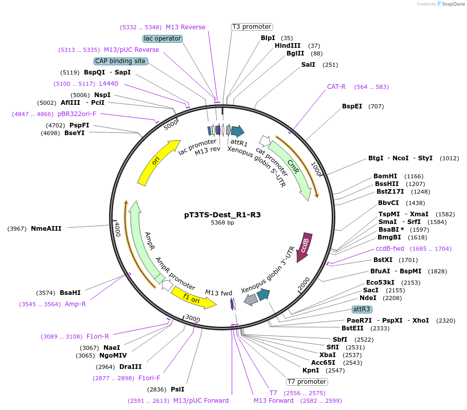 140878-plasmid-map-sequence-id-325299