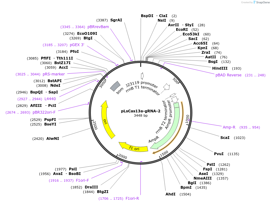 164866-plasmid-map-sequence-id-325301