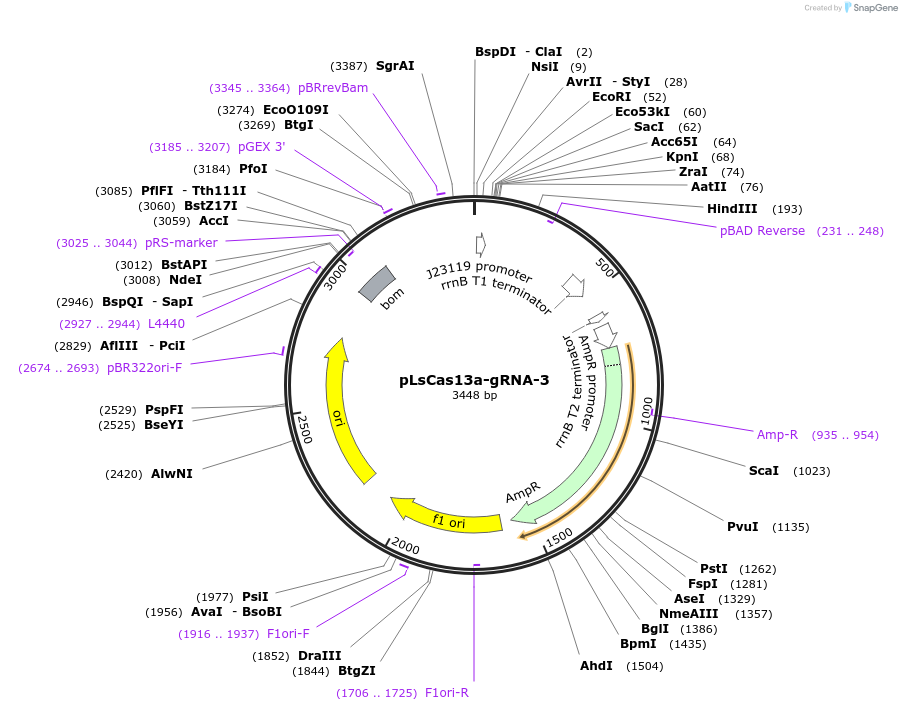 164867-plasmid-map-sequence-id-325302