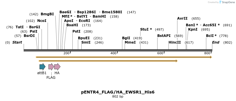 32531_map