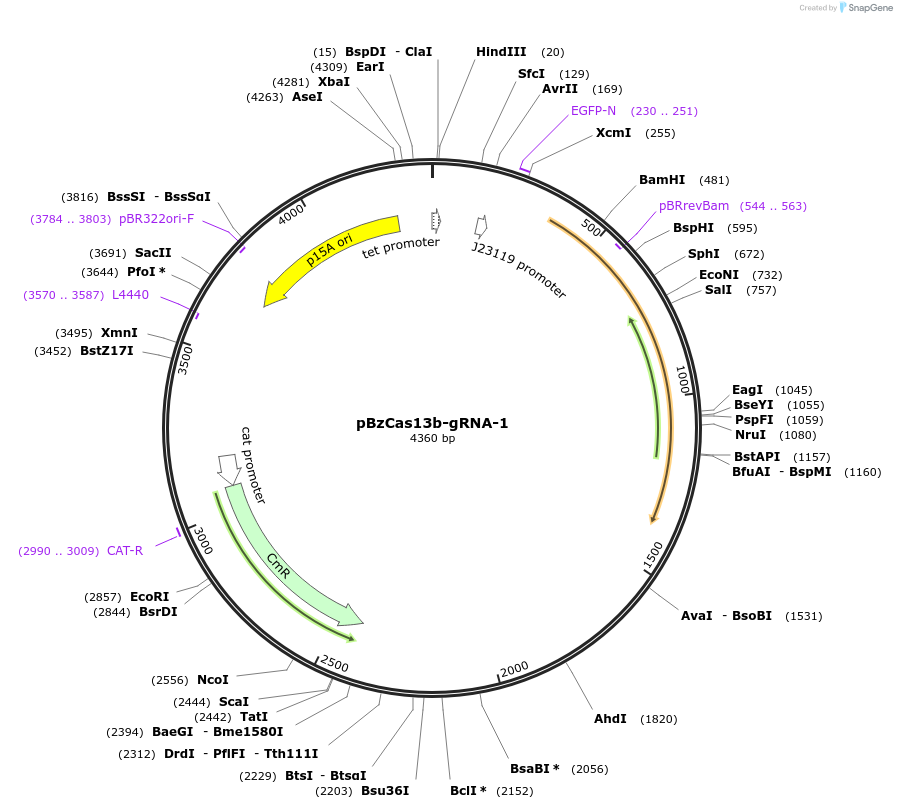 164858-plasmid-map-sequence-id-325310