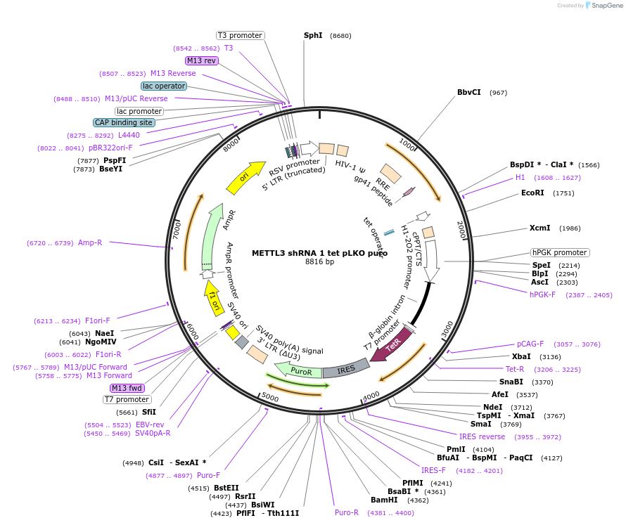 162985-plasmid-map-sequence-id-325311