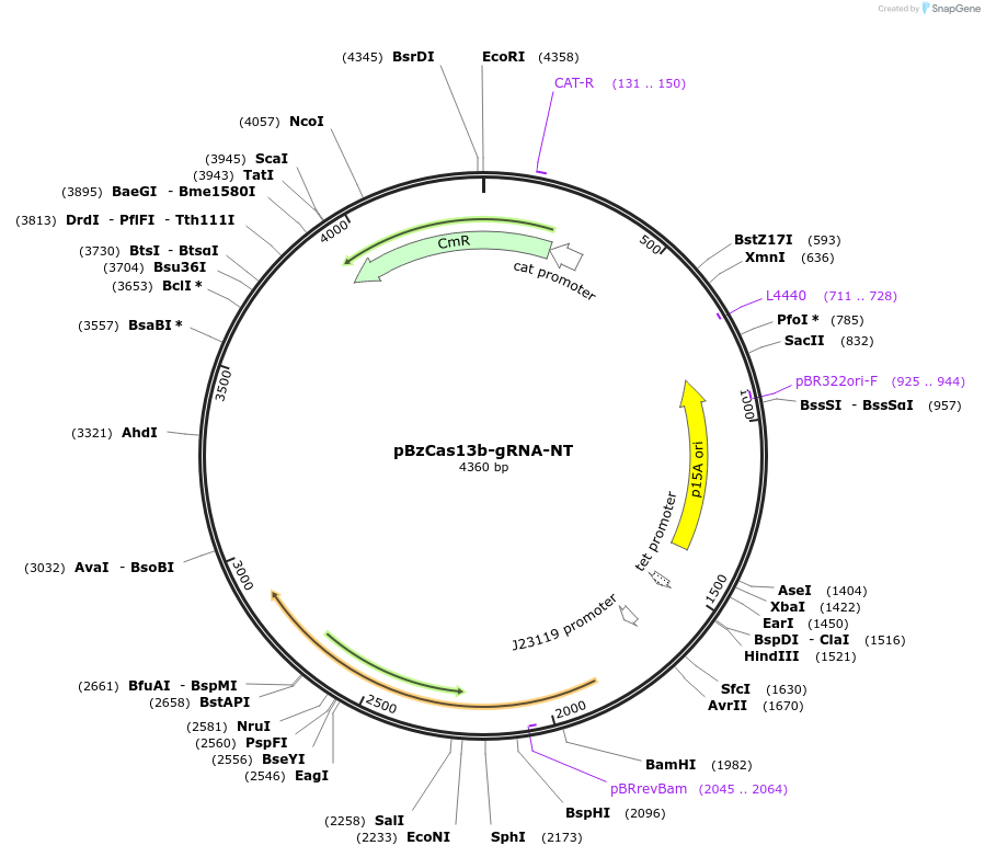 164861-plasmid-map-sequence-id-325312