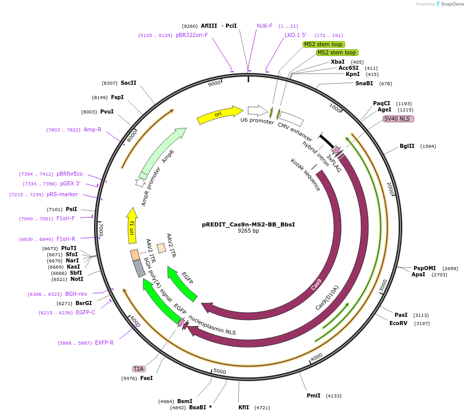 164804-plasmid-map-sequence-id-325319