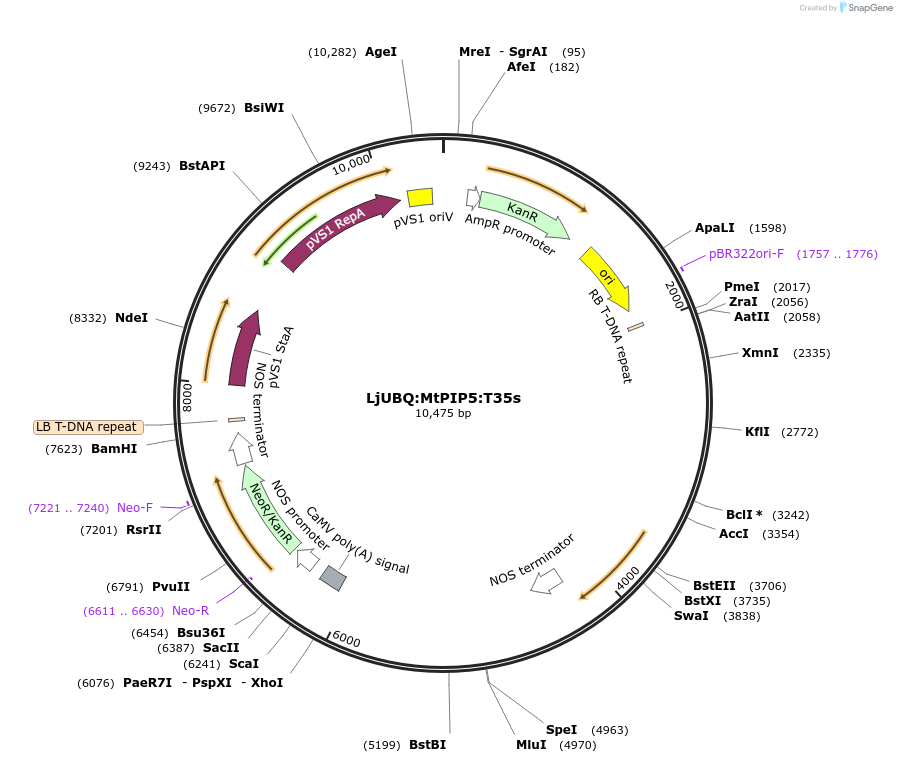 164764-plasmid-map-sequence-id-325321