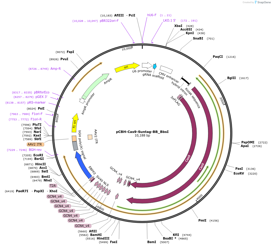 164805-plasmid-map-sequence-id-325323