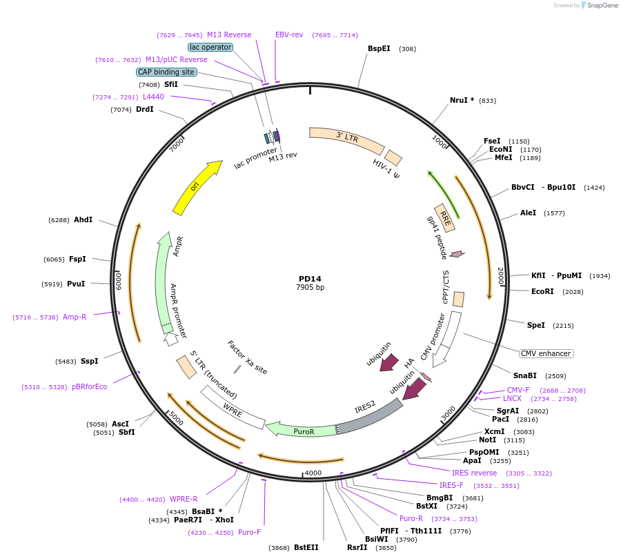 164529-plasmid-map-sequence-id-325324