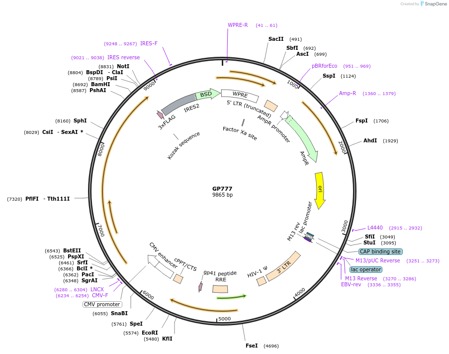 164533-plasmid-map-sequence-id-325329