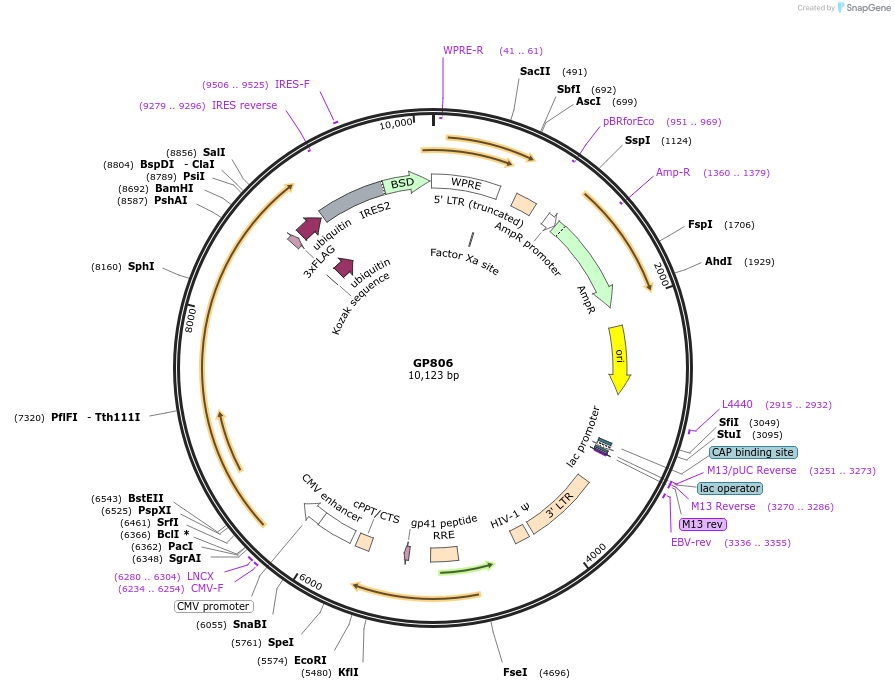 164534-plasmid-map-sequence-id-325330