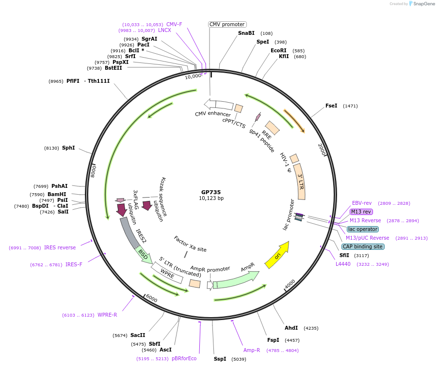 164537-plasmid-map-sequence-id-325333