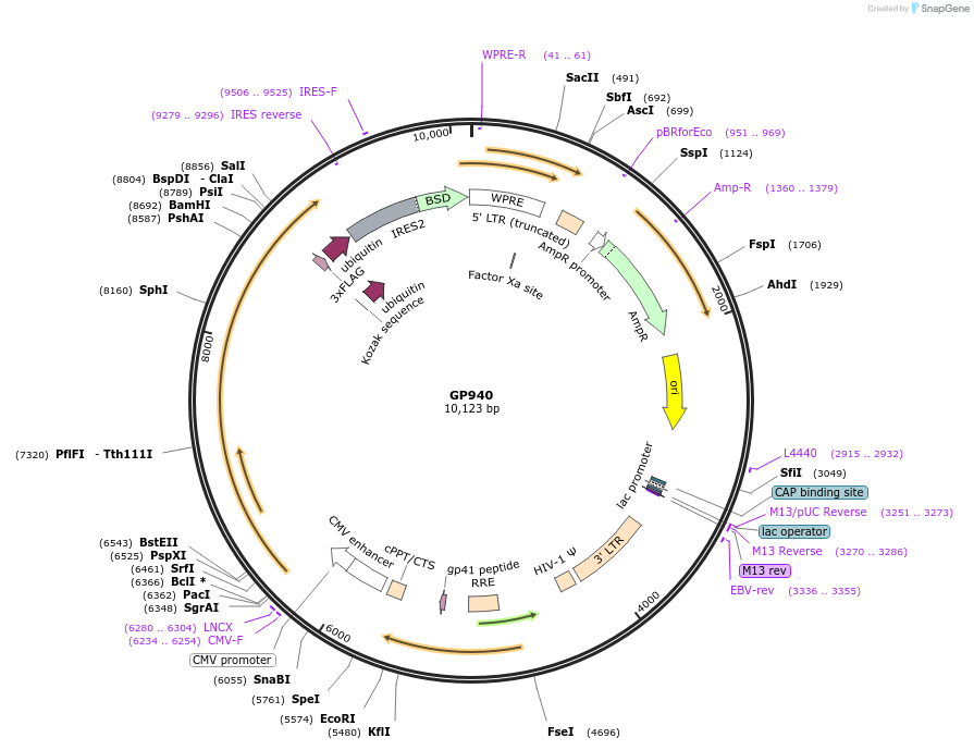 164539-plasmid-map-sequence-id-325335