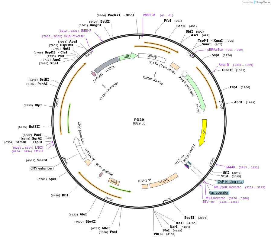 164542-plasmid-map-sequence-id-325338