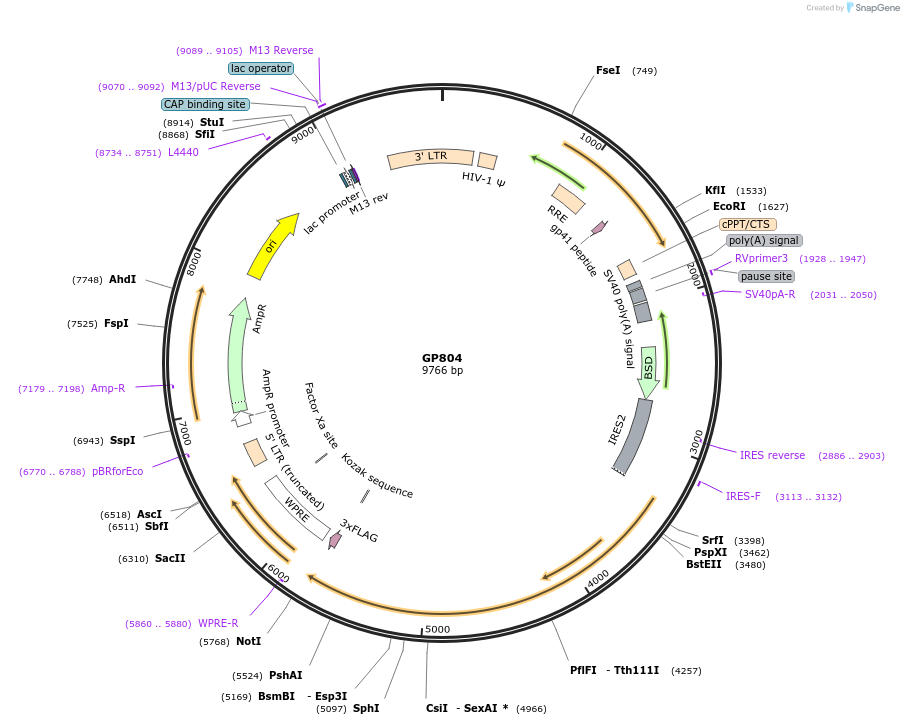 164548-plasmid-map-sequence-id-325344