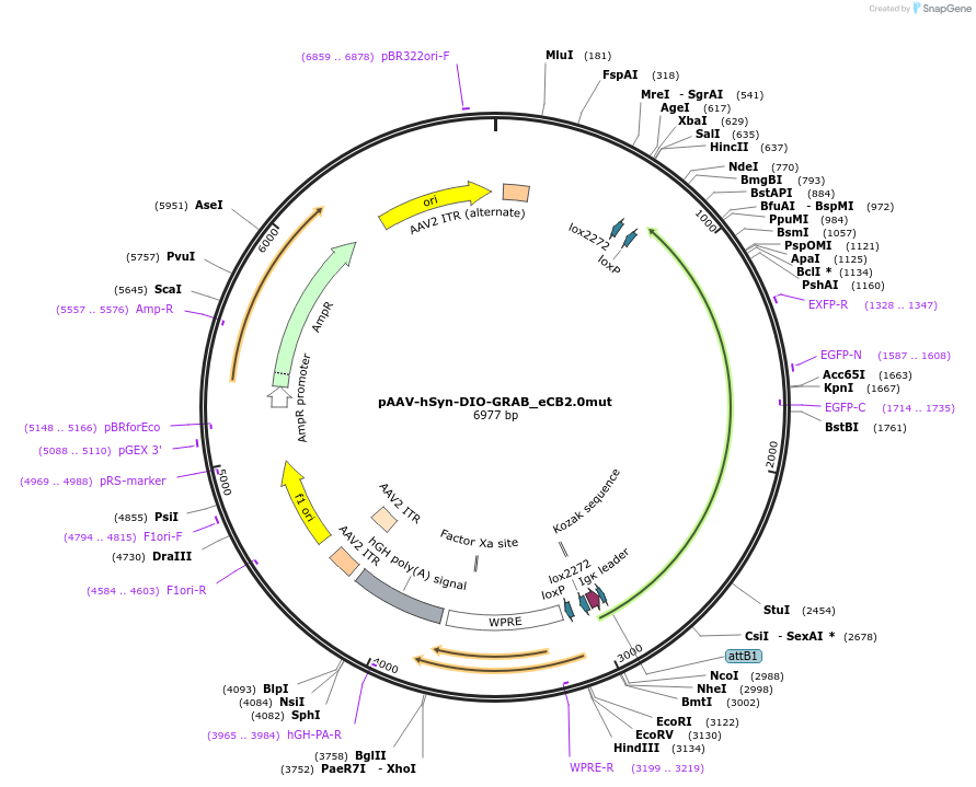 164607-plasmid-map-sequence-id-325383