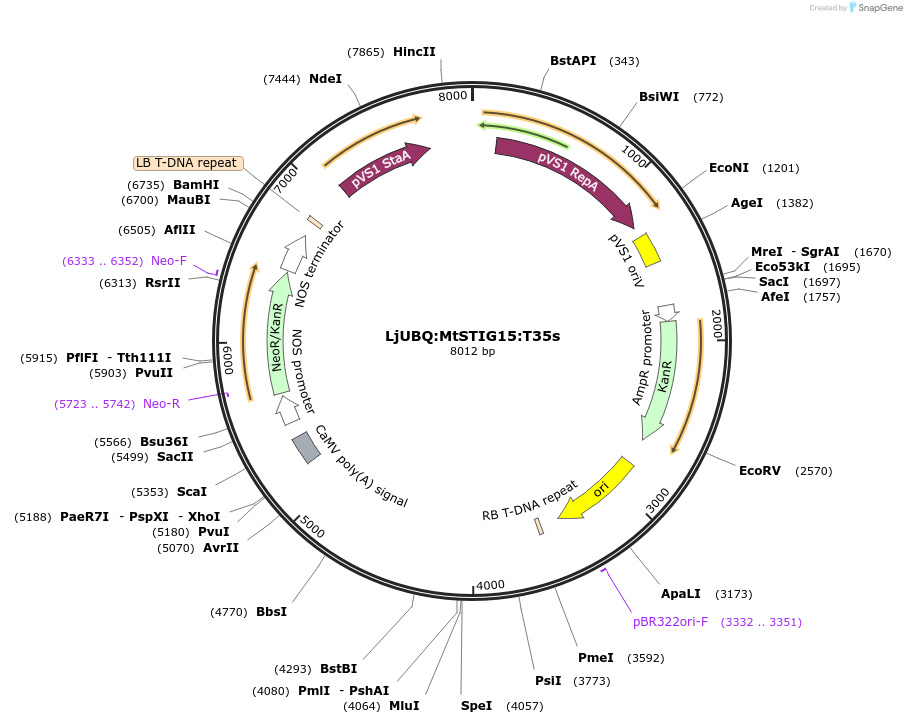 164771-plasmid-map-sequence-id-325396