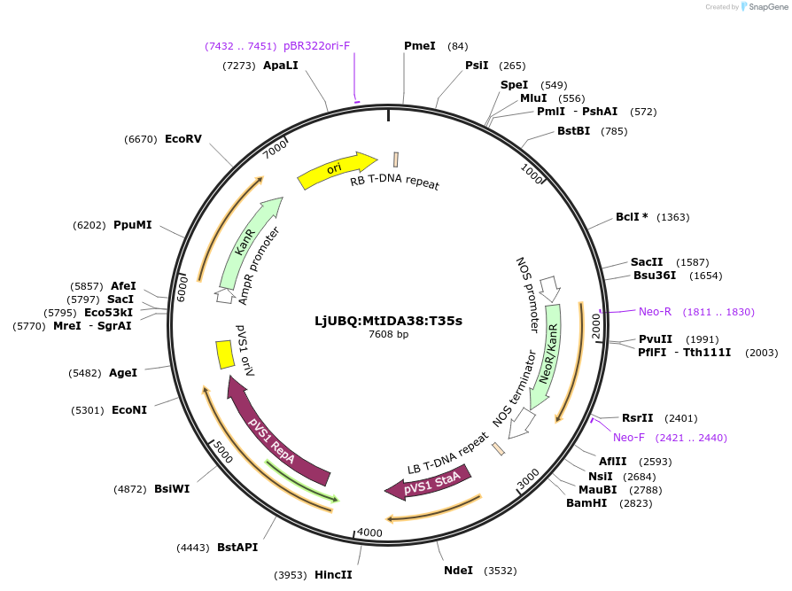 164748-plasmid-map-sequence-id-325398