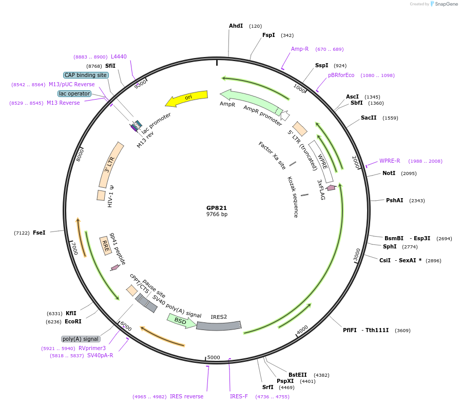 164552-plasmid-map-sequence-id-325402