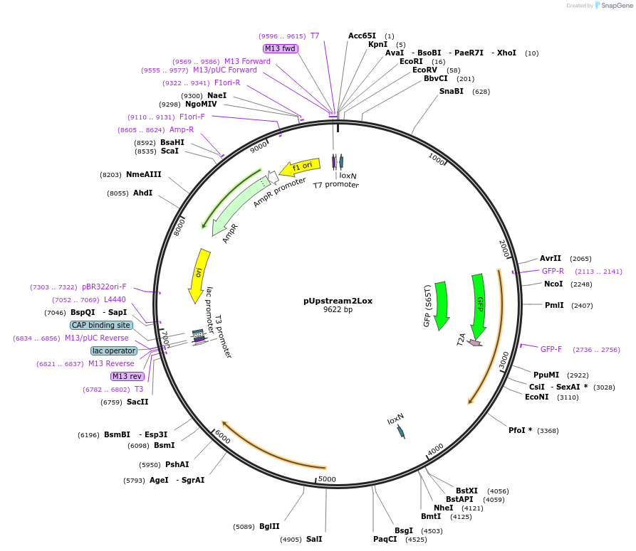 164573-plasmid-map-sequence-id-325424