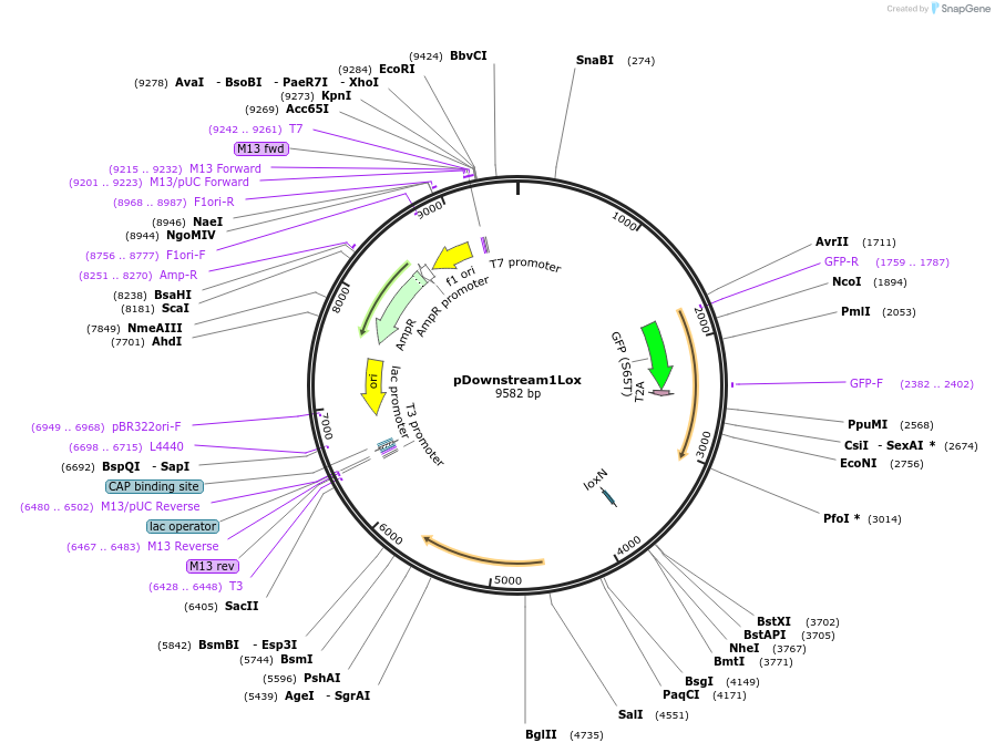 164574-plasmid-map-sequence-id-325425