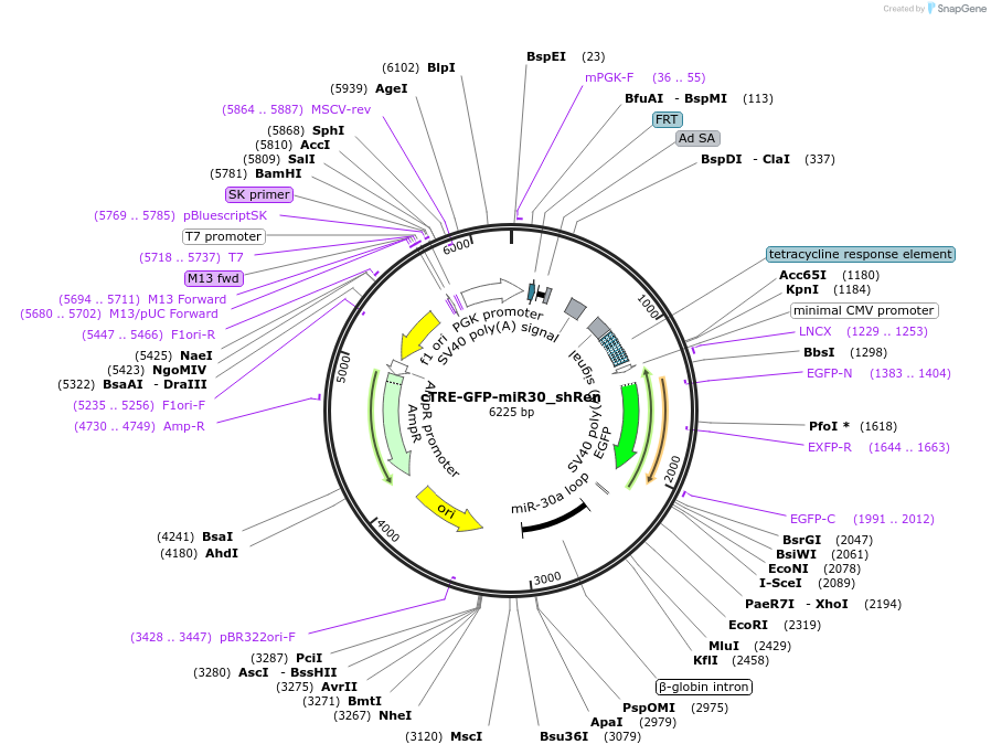 135666-plasmid-map-sequence-id-325436