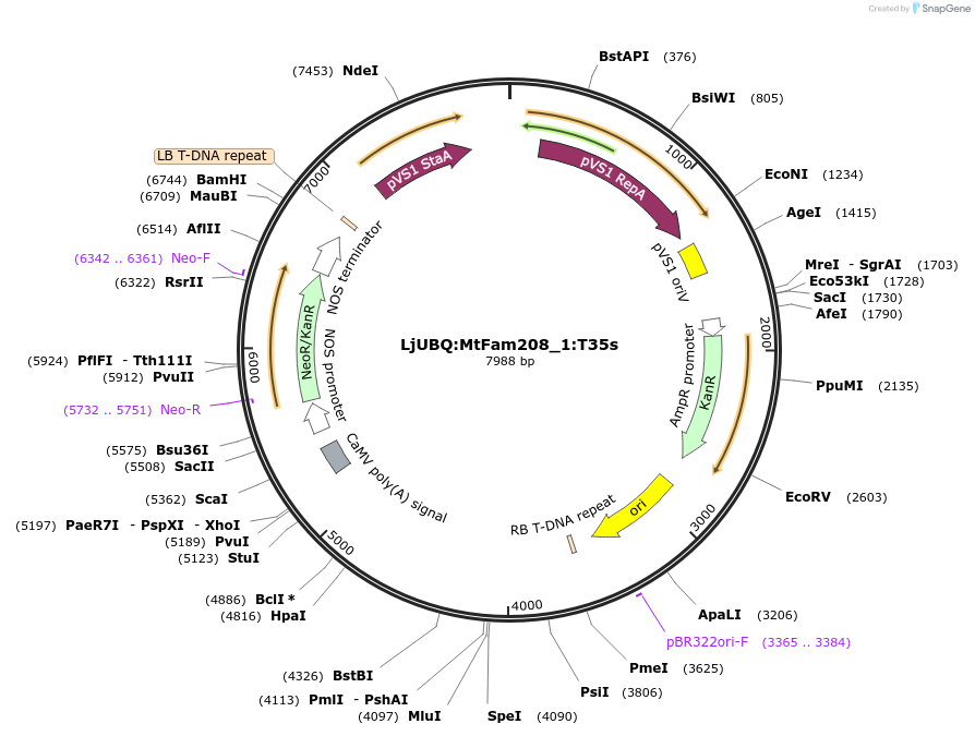 164735-plasmid-map-sequence-id-325438