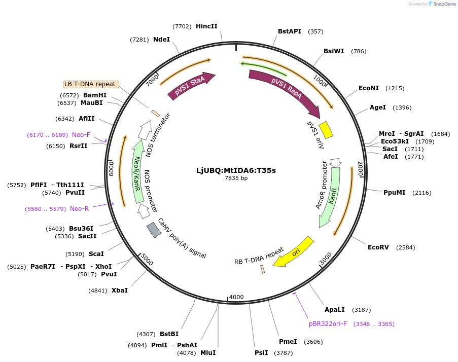 164749-plasmid-map-sequence-id-325454