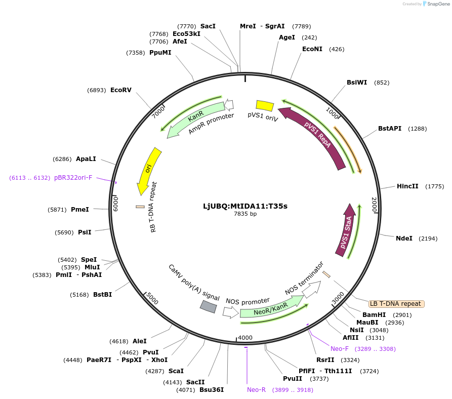 164744-plasmid-map-sequence-id-325457