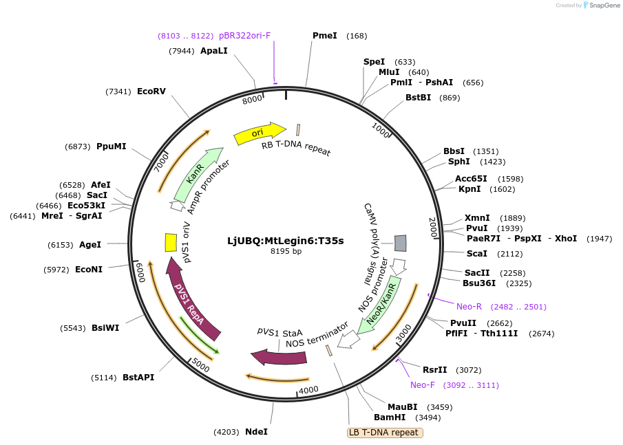 164751-plasmid-map-sequence-id-325461