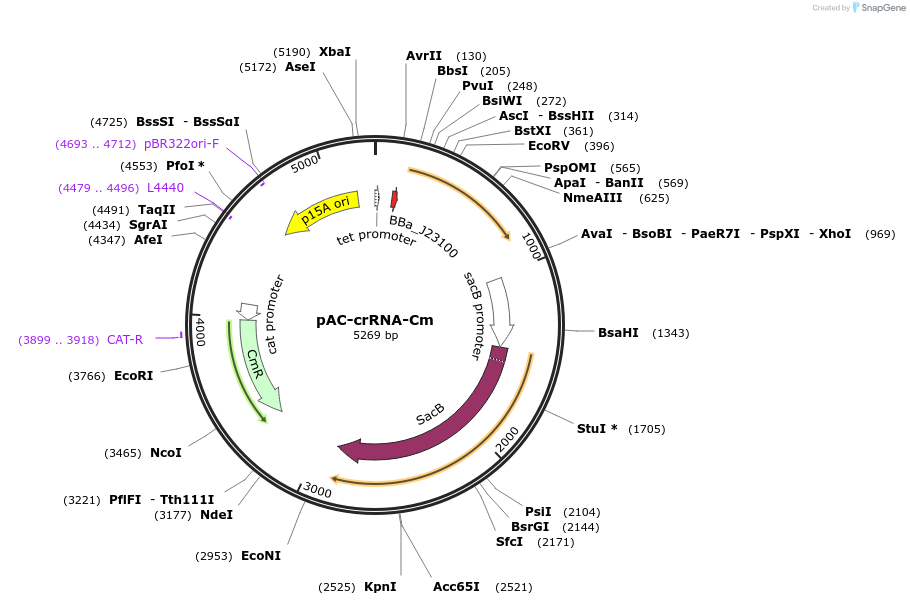 158711-plasmid-map-sequence-id-325466