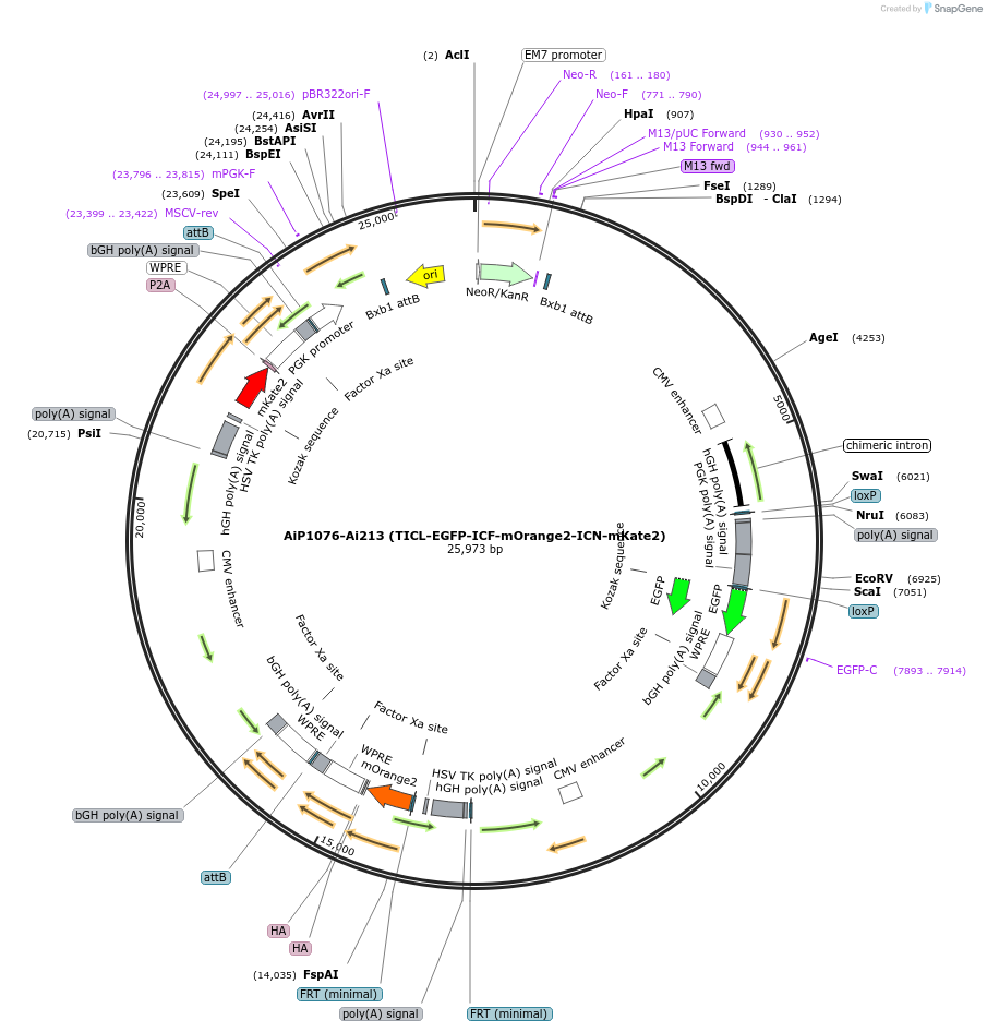 163491-plasmid-map-sequence-id-325467
